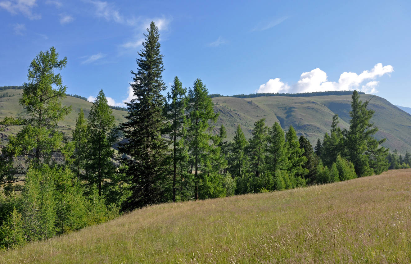 Устье реки Тыдтугем, image of landscape/habitat.