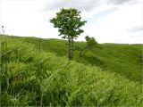 Image of landscape