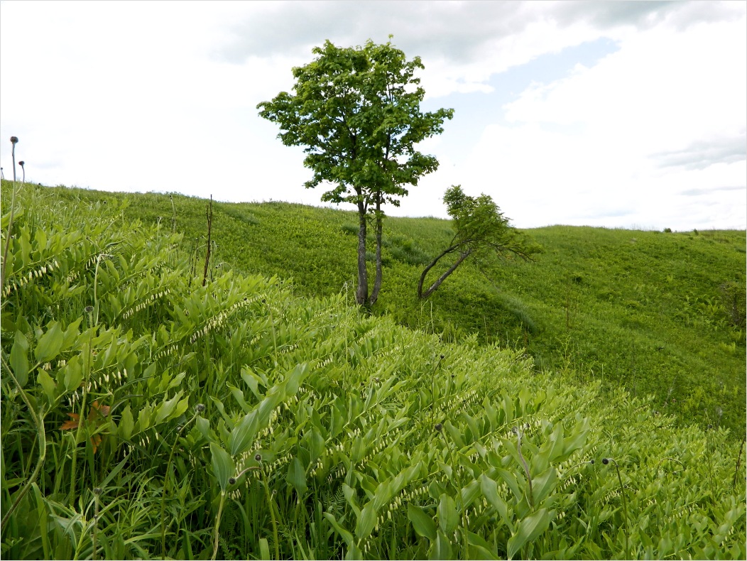 Смоленск, image of landscape/habitat.