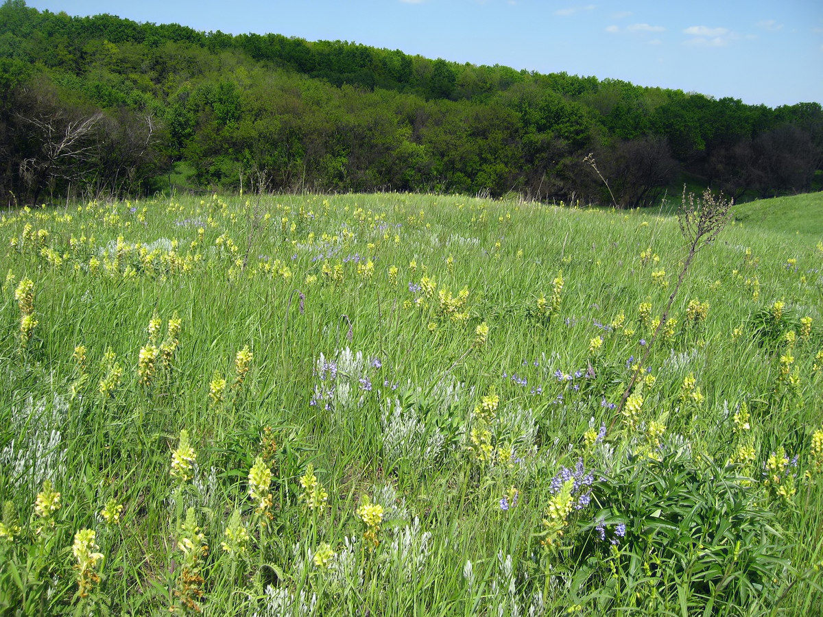 Балка Бирючья, image of landscape/habitat.