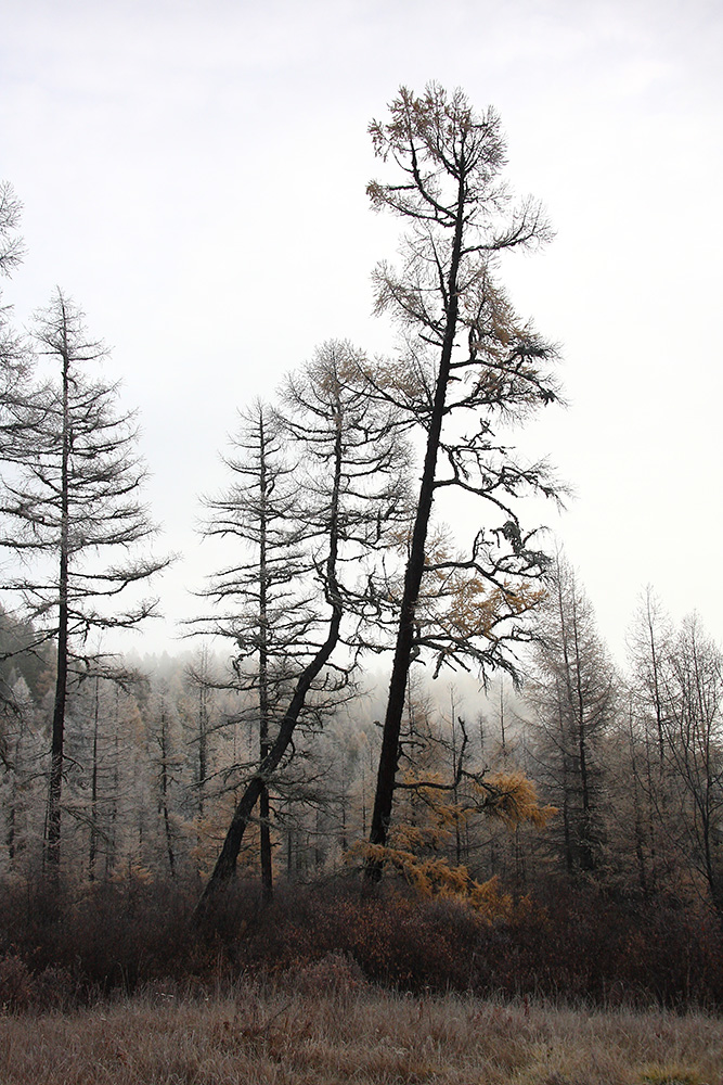Излучина Иркута близ Тибельти, image of landscape/habitat.