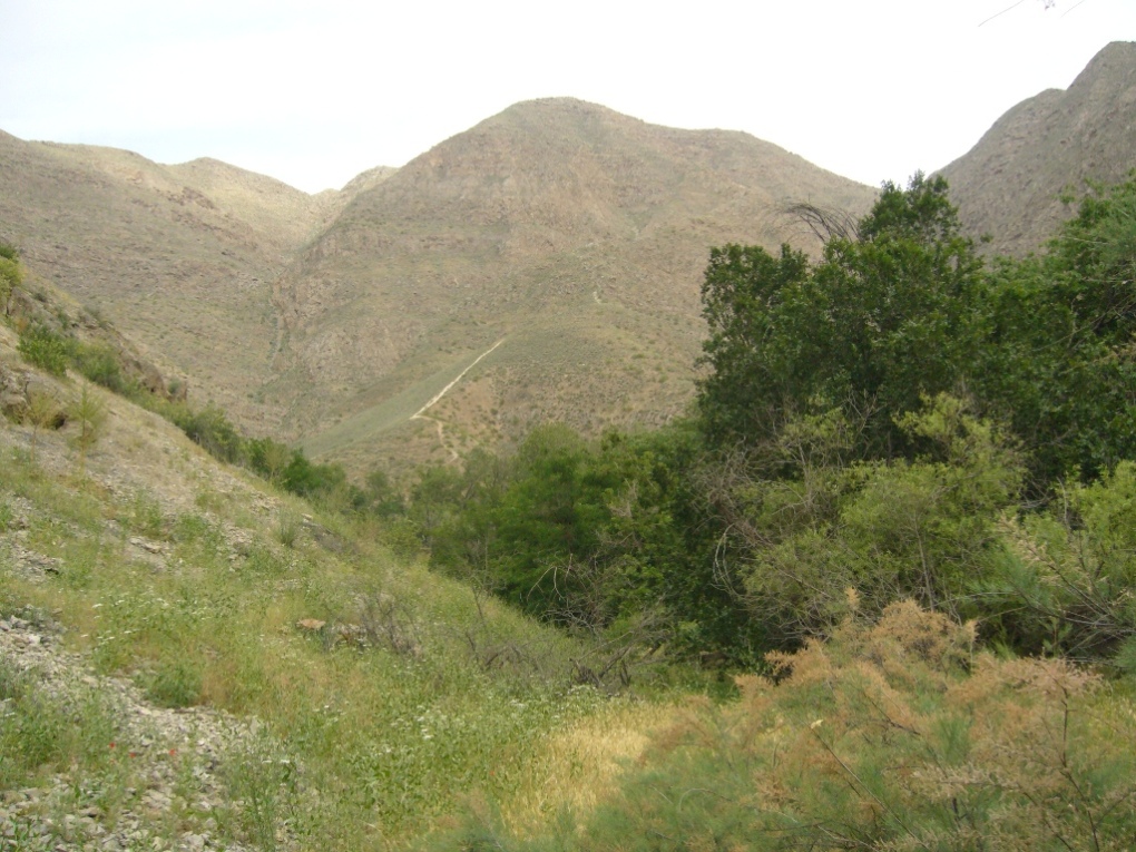 Копетдаг, Чули (Гокдере), image of landscape/habitat.