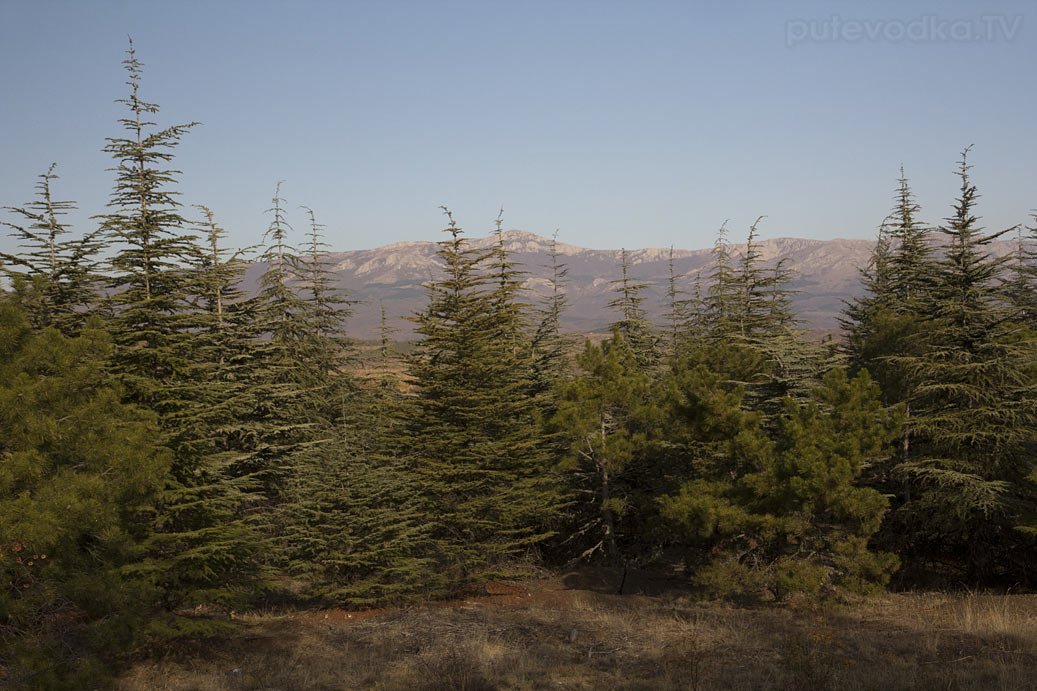 Малореченское и окрестности, image of landscape/habitat.