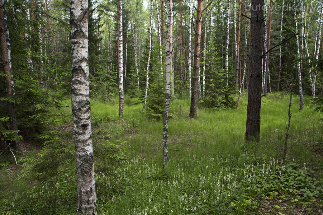 Запрудня, image of landscape/habitat.