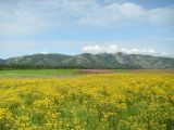 Арманское побережье, image of landscape/habitat.