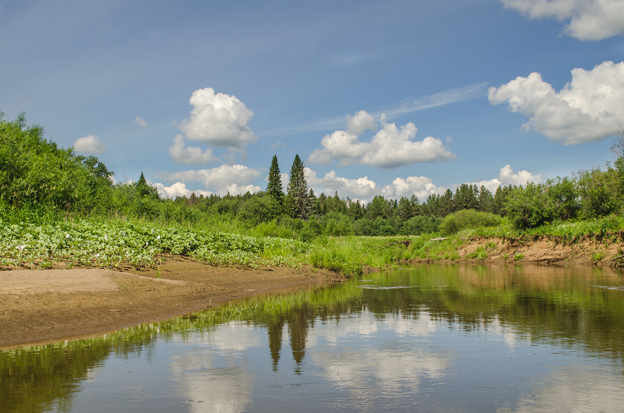 Окрестности деревни Усть-Сепыч, image of landscape/habitat.