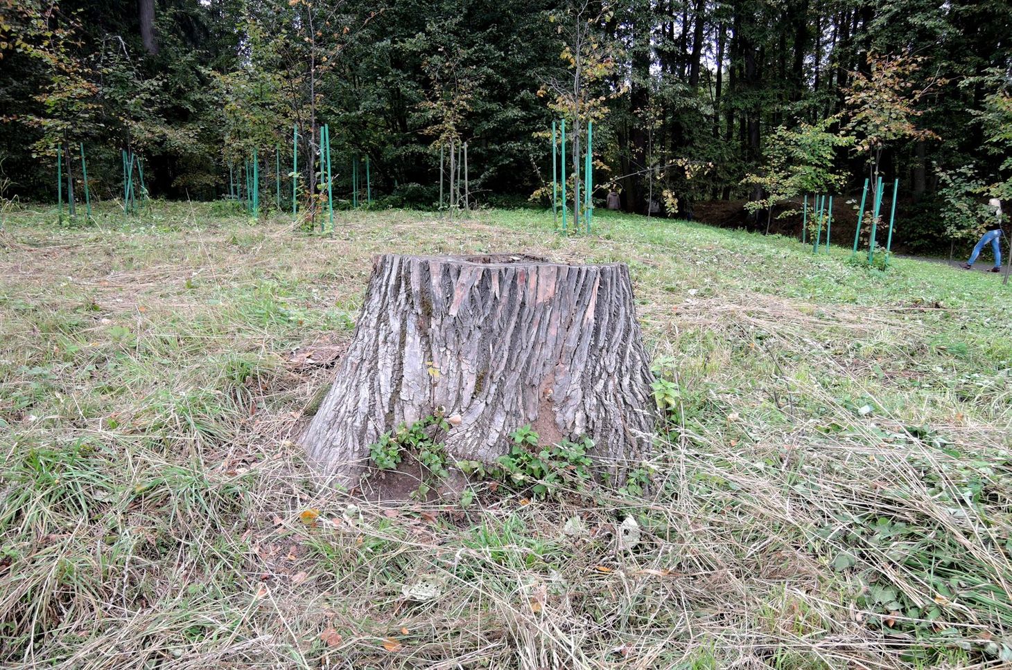 Захарово, изображение ландшафта.