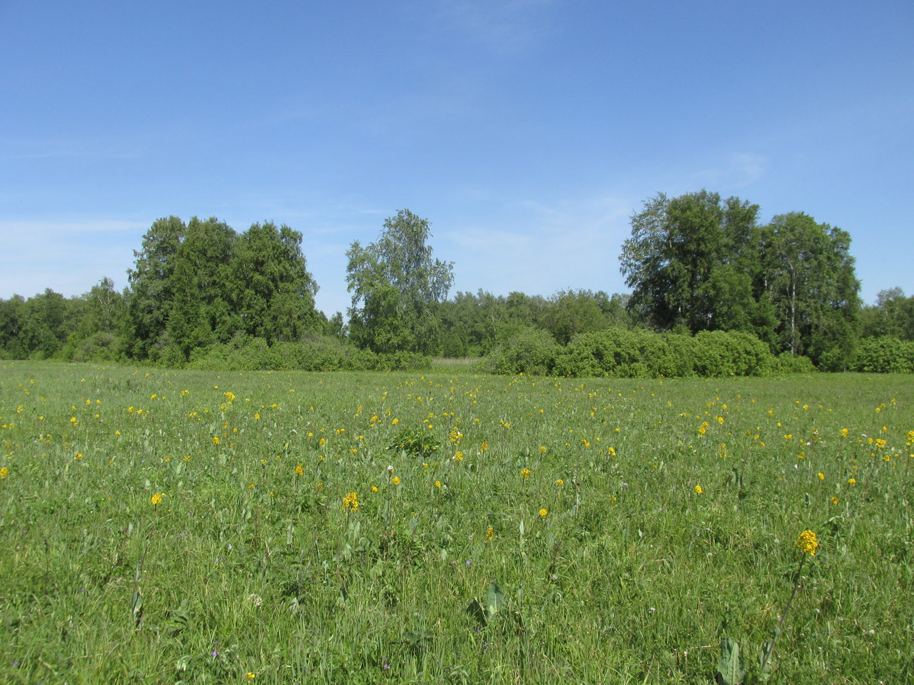 Школьный заказник орхидей, image of landscape/habitat.