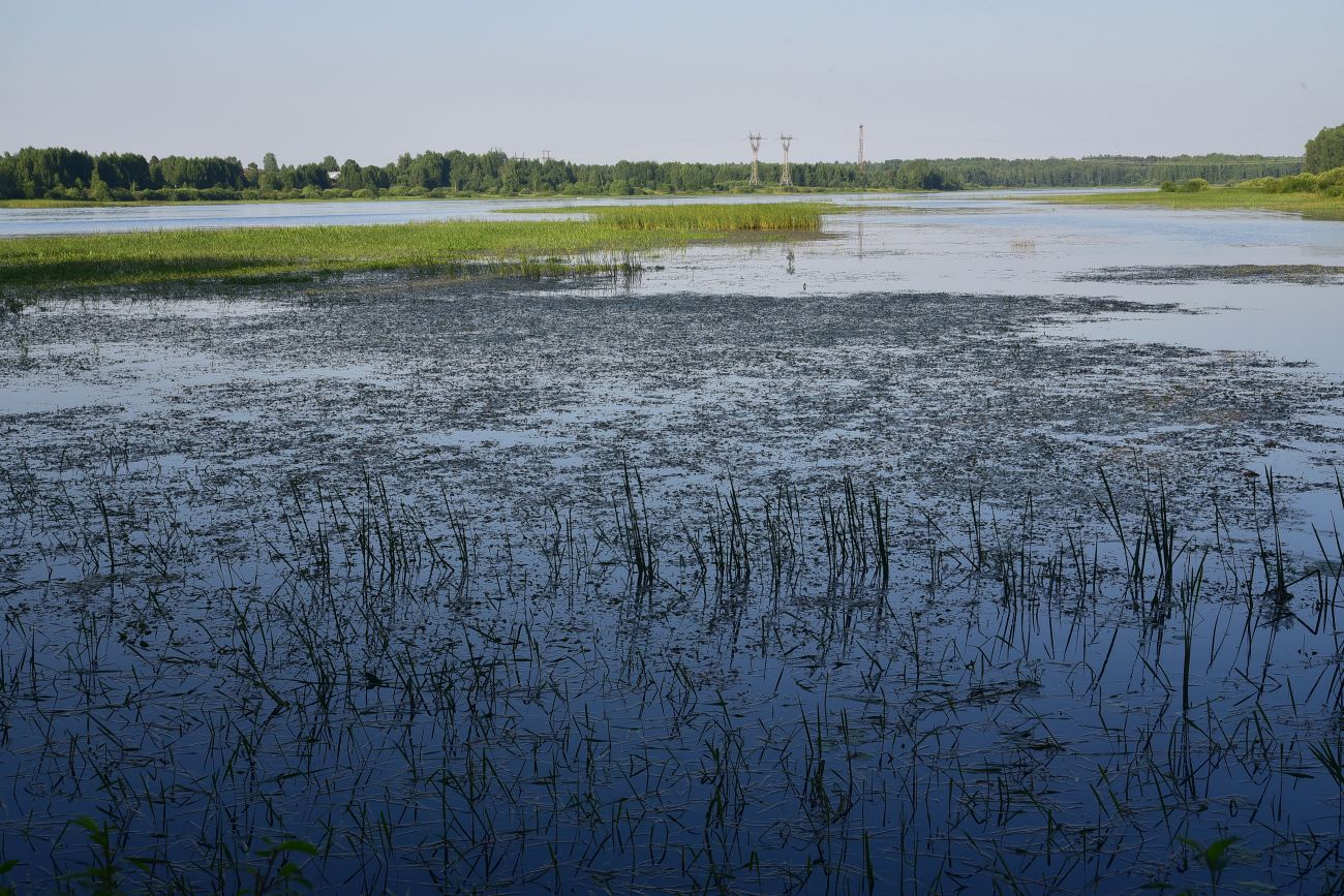 Борок и окрестности, image of landscape/habitat.