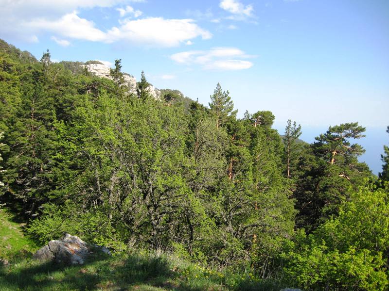 Никитская яйла, image of landscape/habitat.