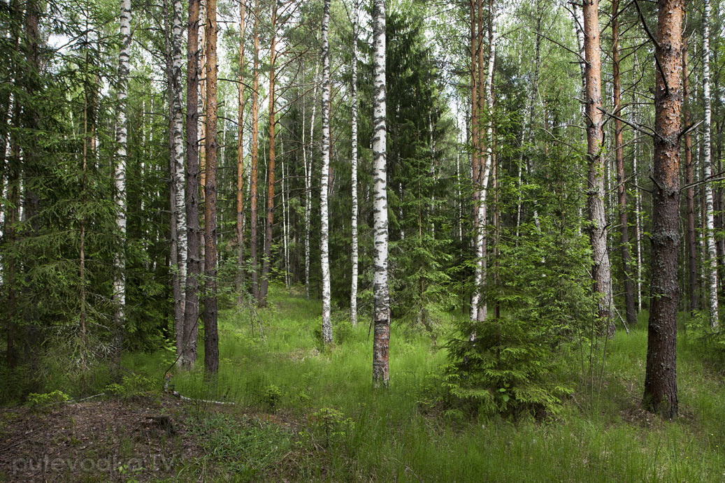 Запрудня, image of landscape/habitat.