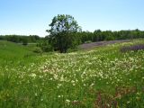 Image of landscape