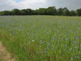 Окрестности Вихена, image of landscape/habitat.