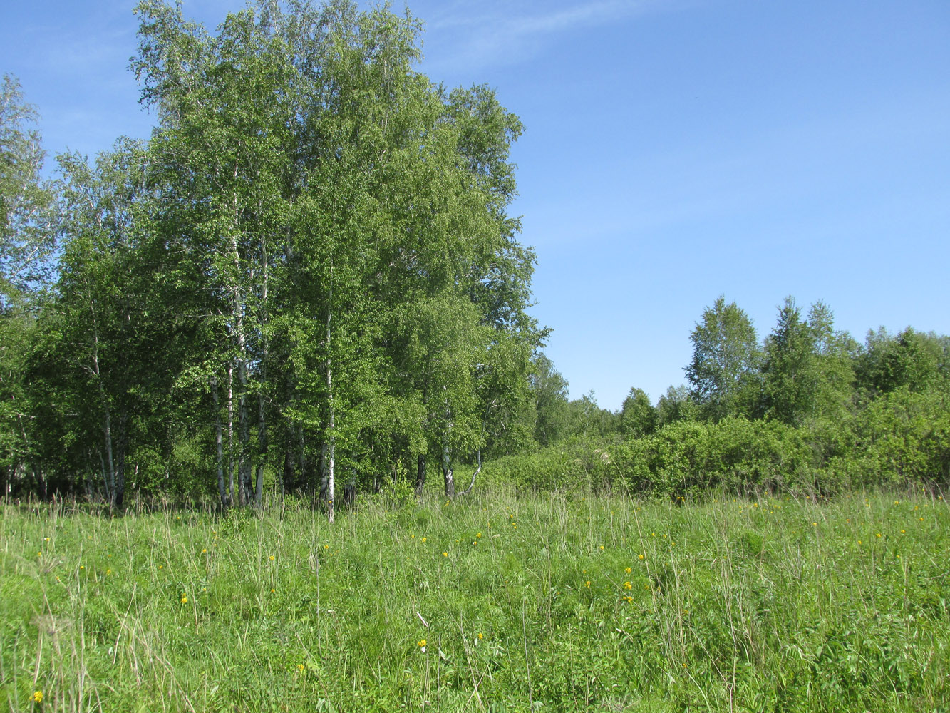 Школьный заказник орхидей, image of landscape/habitat.