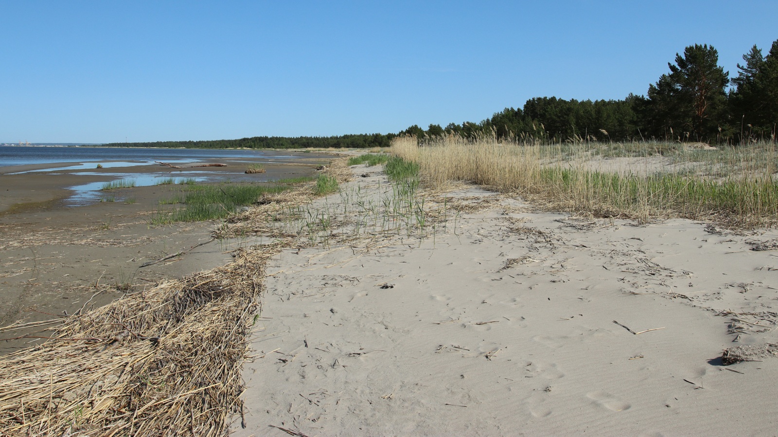 Окрестности деревни Выбье, image of landscape/habitat.