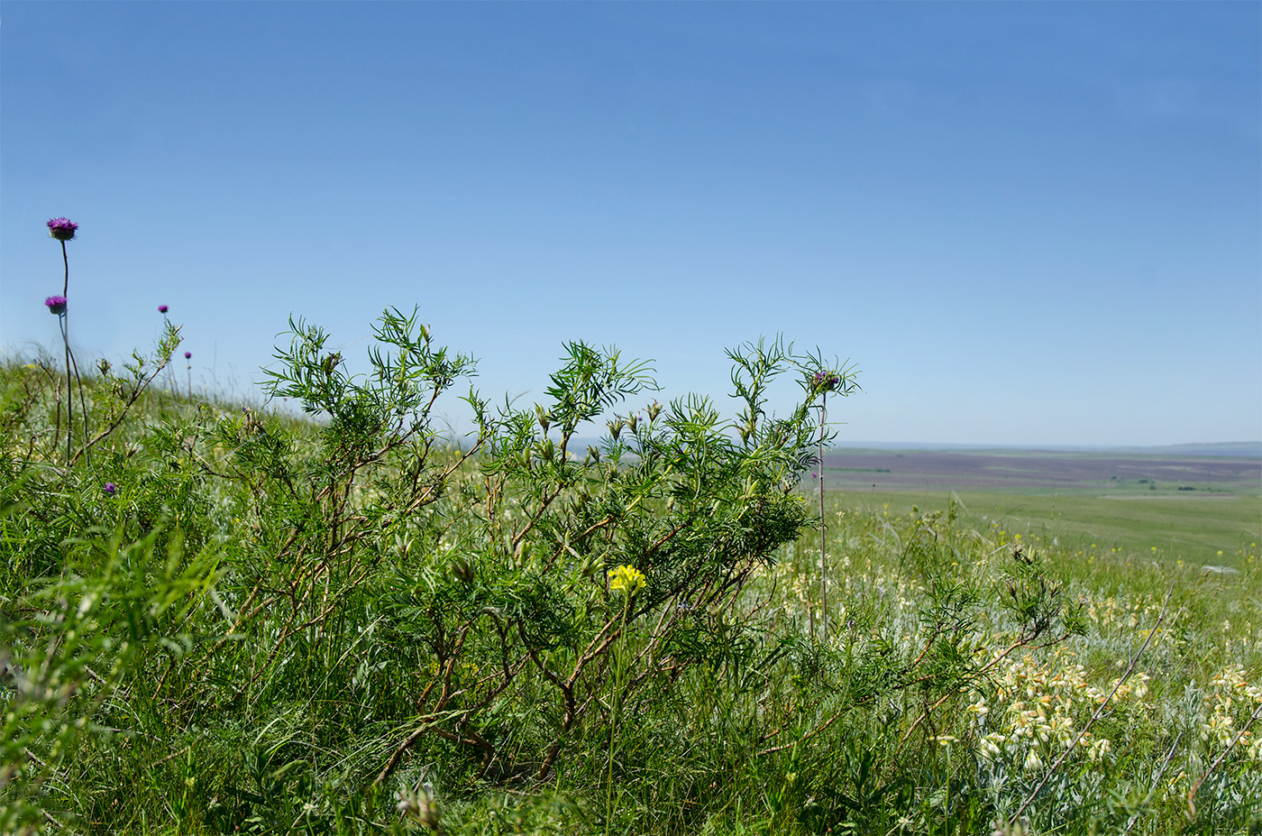 Ногайские горы, image of landscape/habitat.