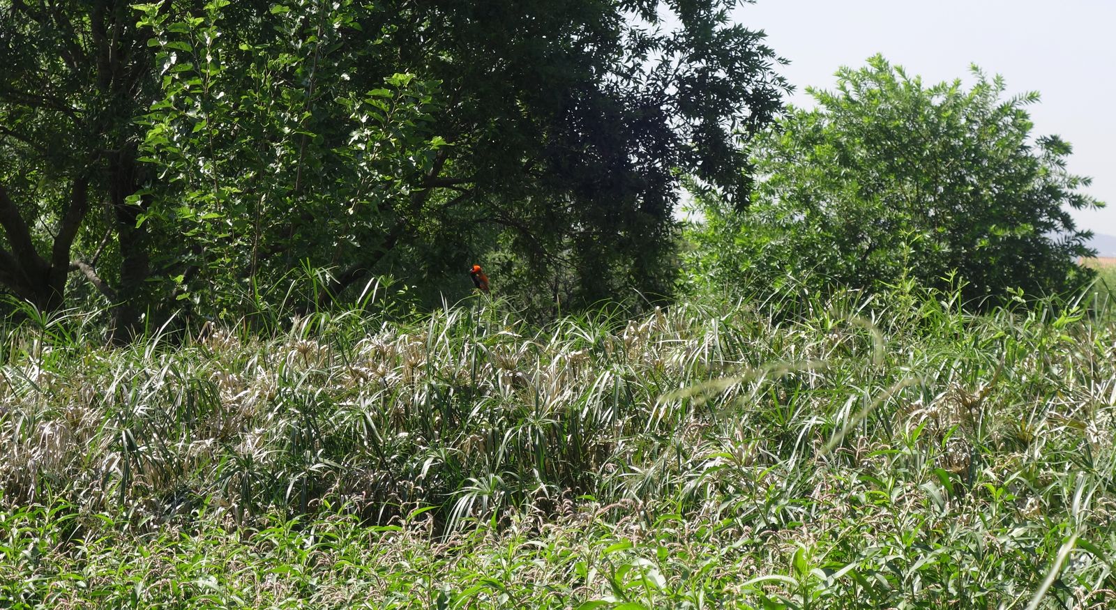 Клиприверсберг, image of landscape/habitat.