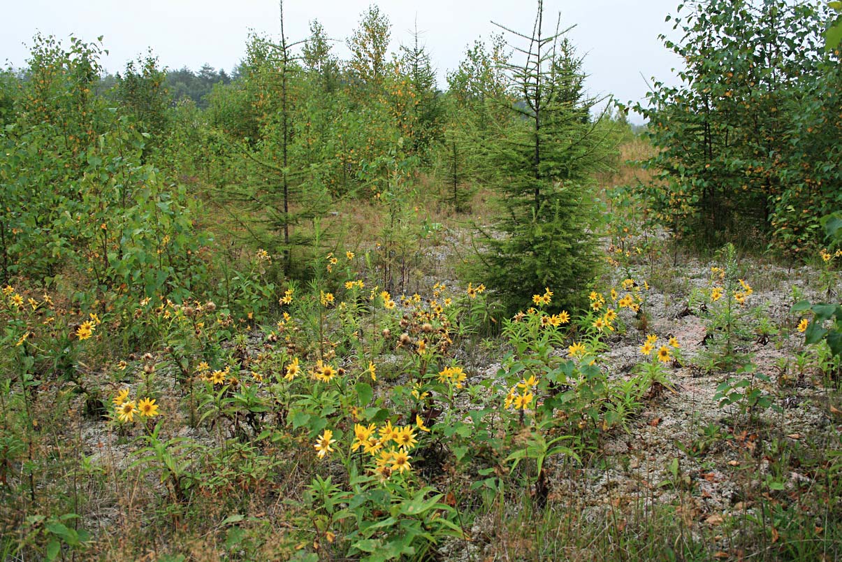 Южно-Сахалинск, image of landscape/habitat.