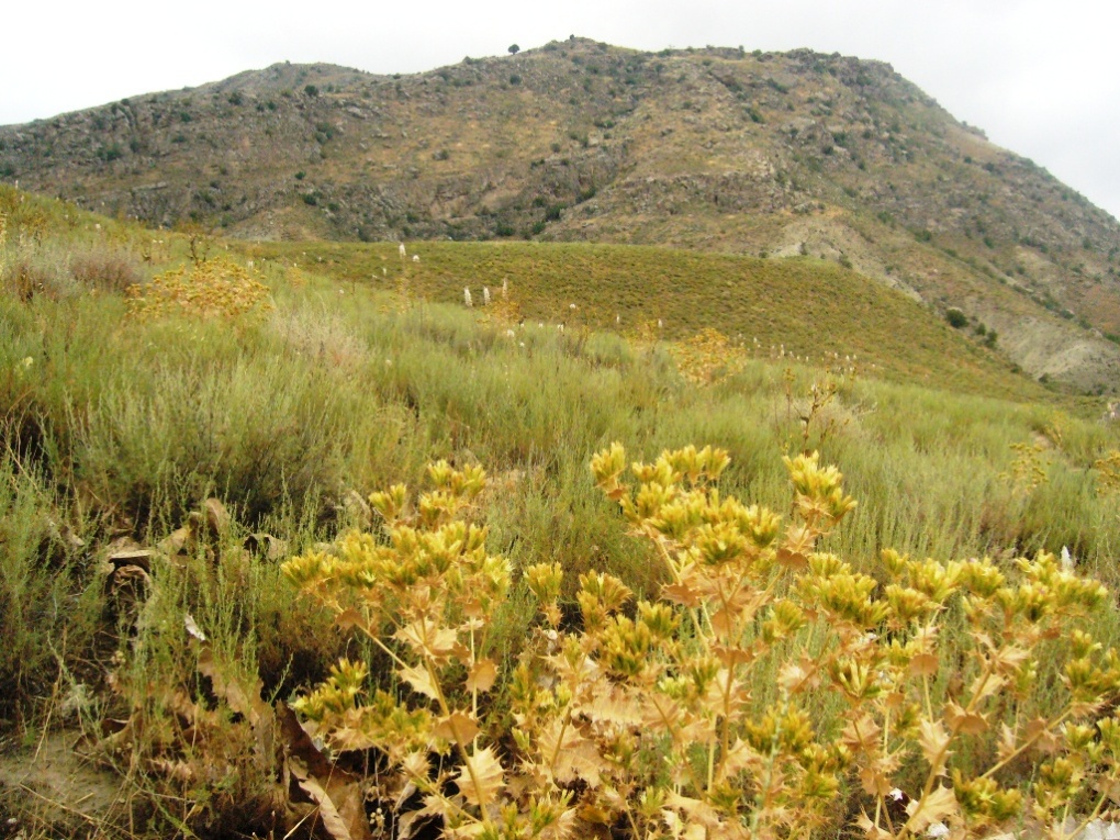 Копетдаг, Чули (Гокдере), image of landscape/habitat.