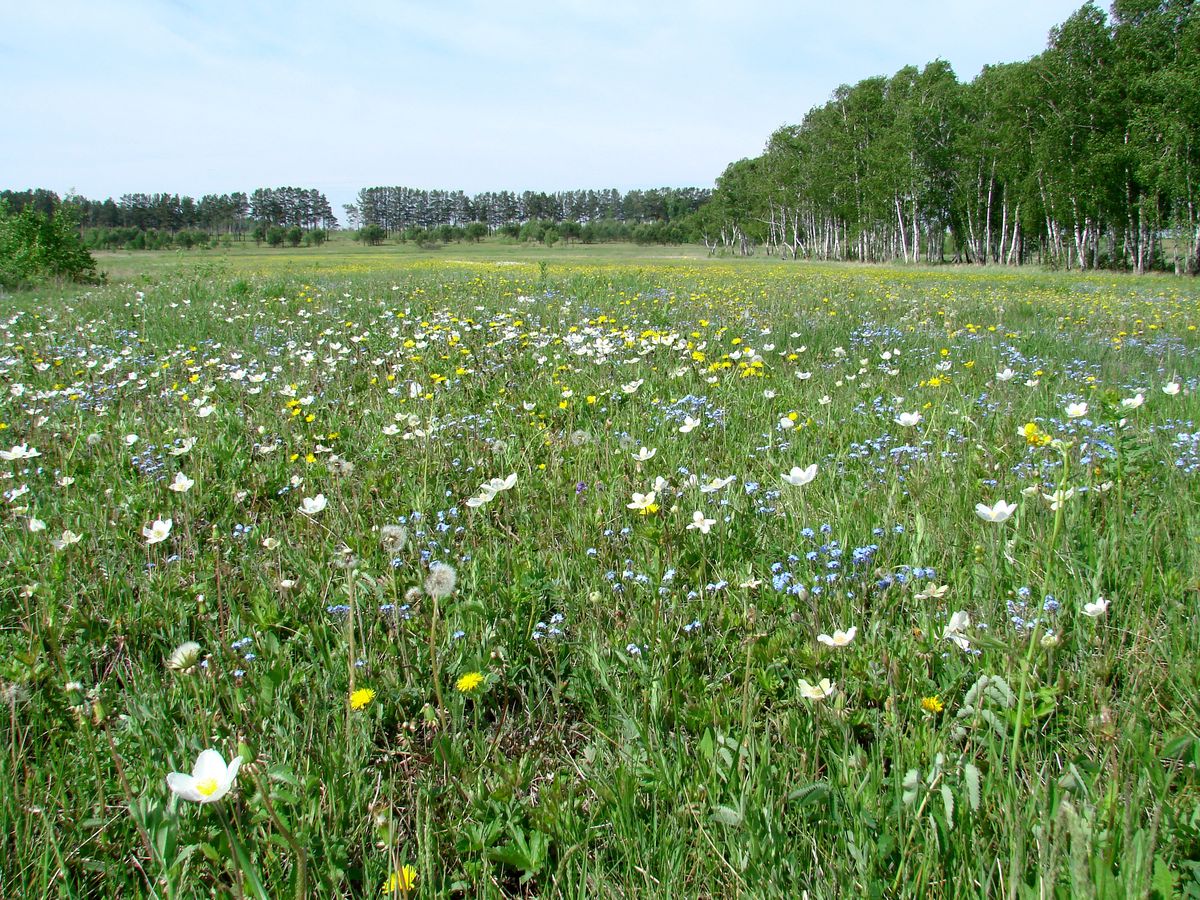 Вересовка, image of landscape/habitat.