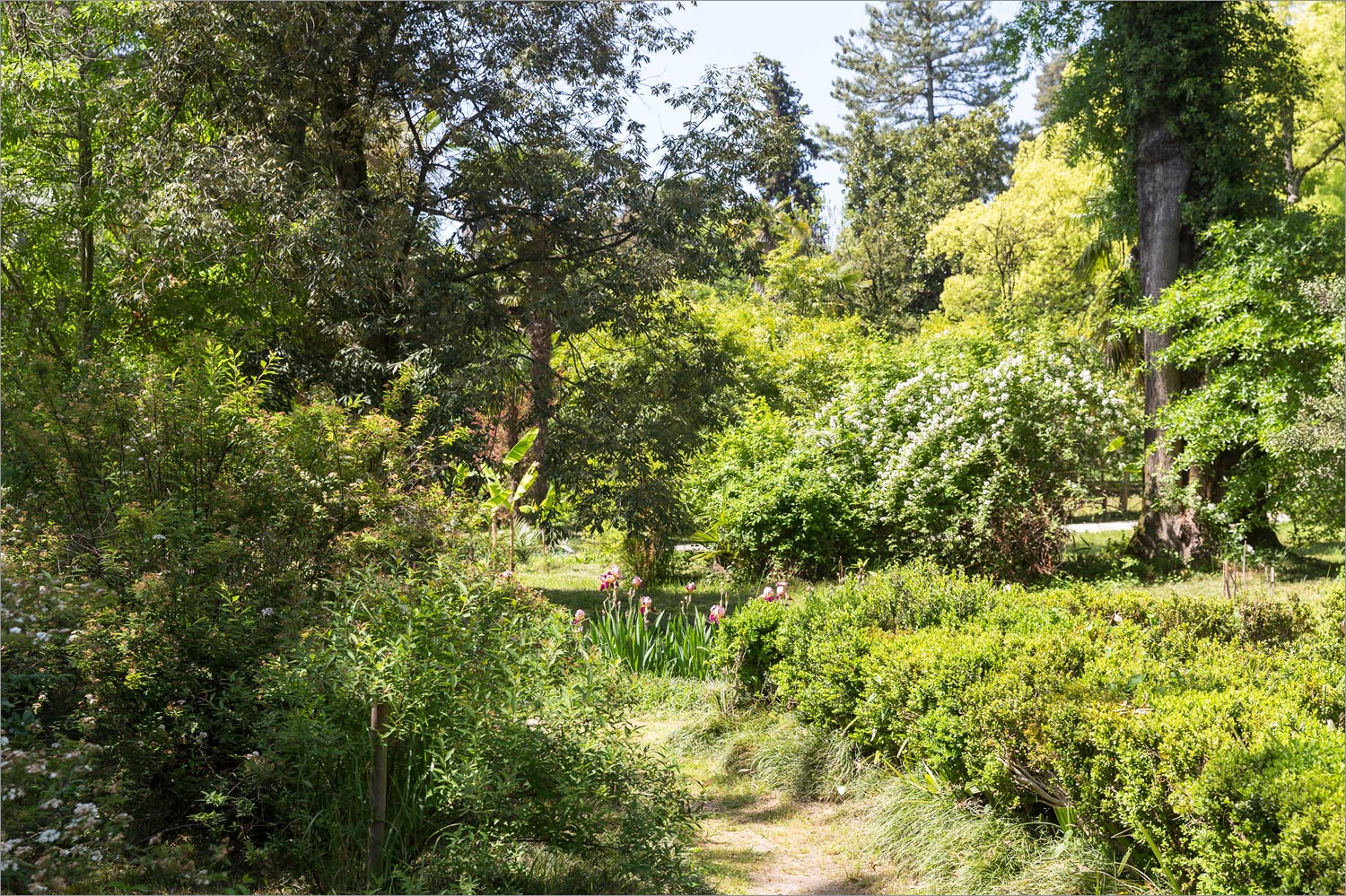 Сухумский ботанический сад, image of landscape/habitat.