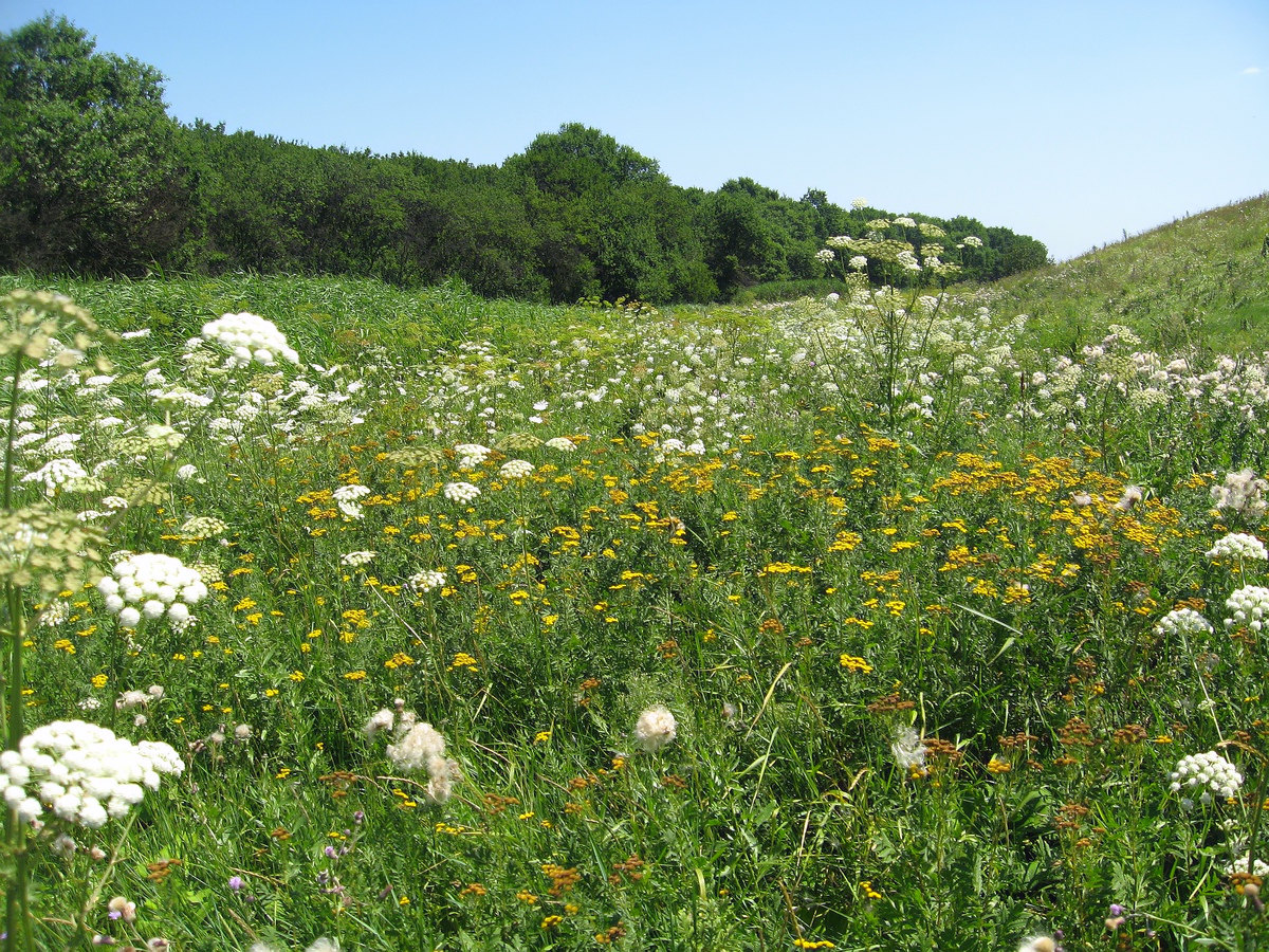 Балка Бирючья, image of landscape/habitat.