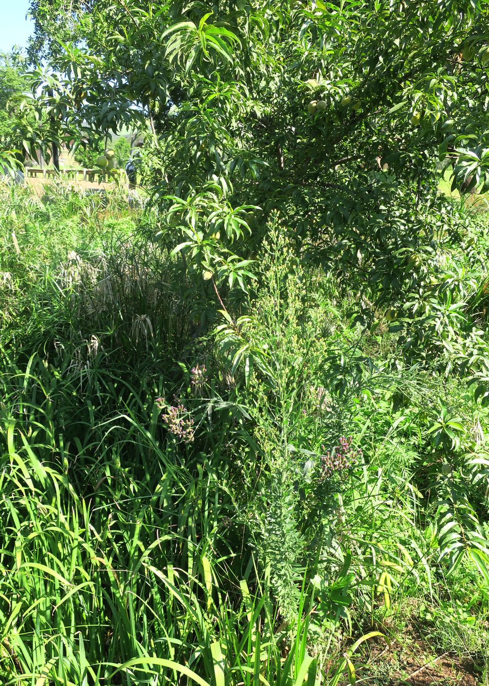 Клиприверсберг, image of landscape/habitat.