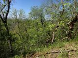 Агармышский лес, image of landscape/habitat.