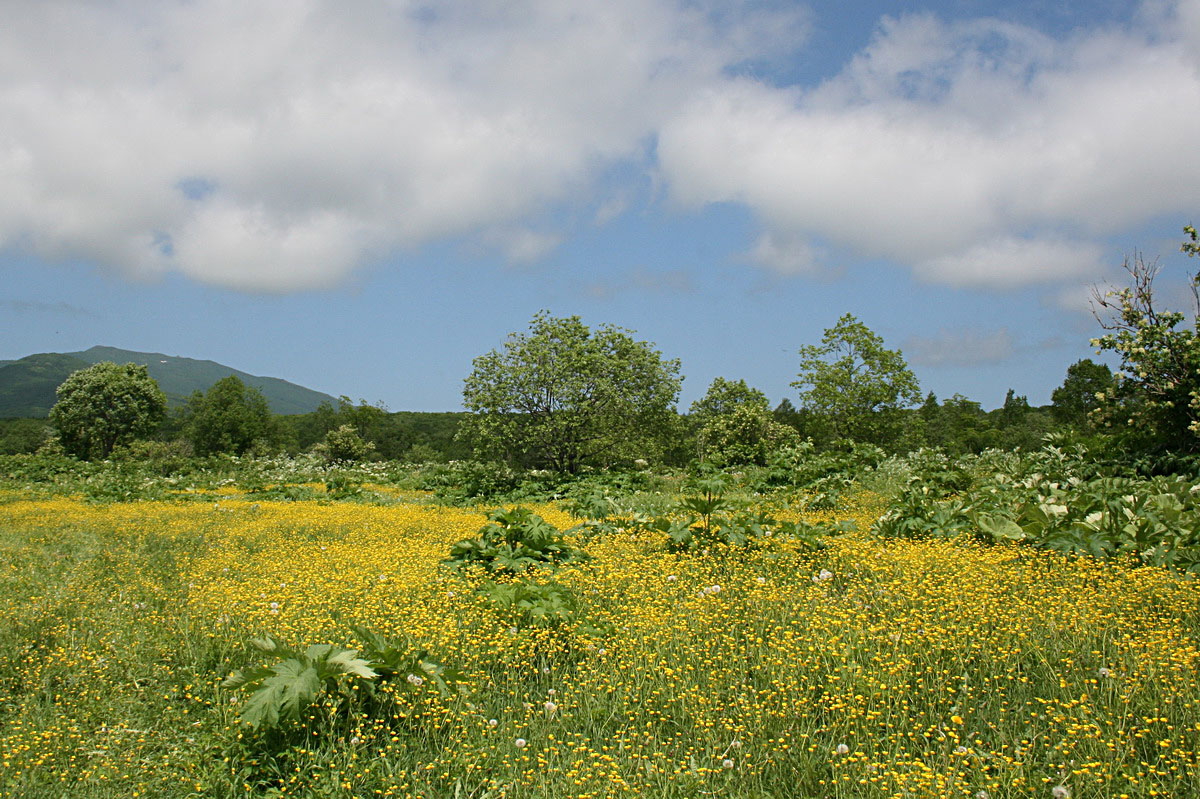 Южно-Сахалинск, image of landscape/habitat.