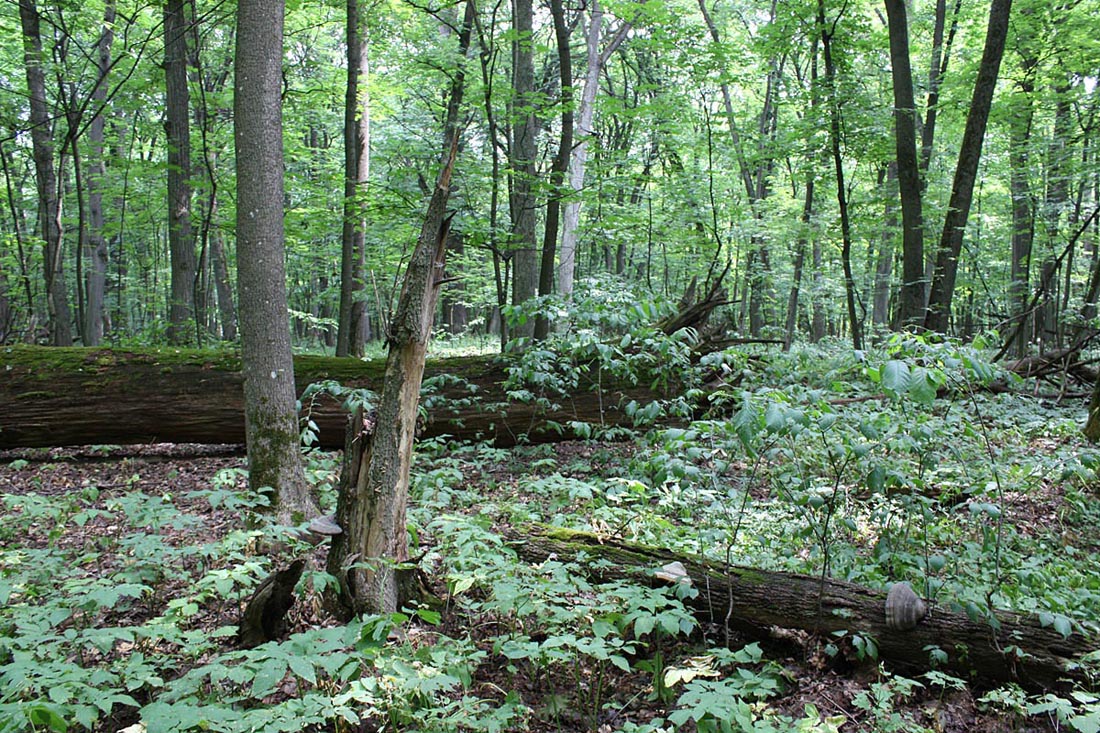 Дубрава "Лес на Ворскле", image of landscape/habitat.