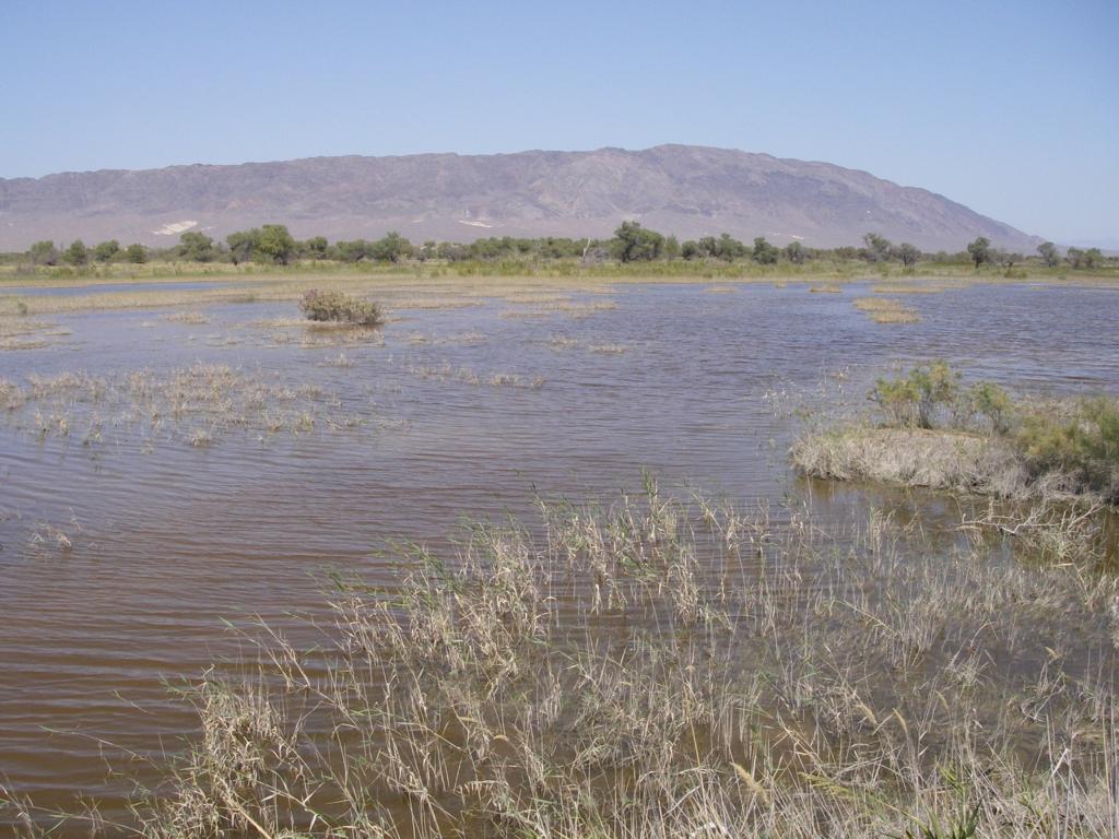 Река Или, выше Капчагая, изображение ландшафта.