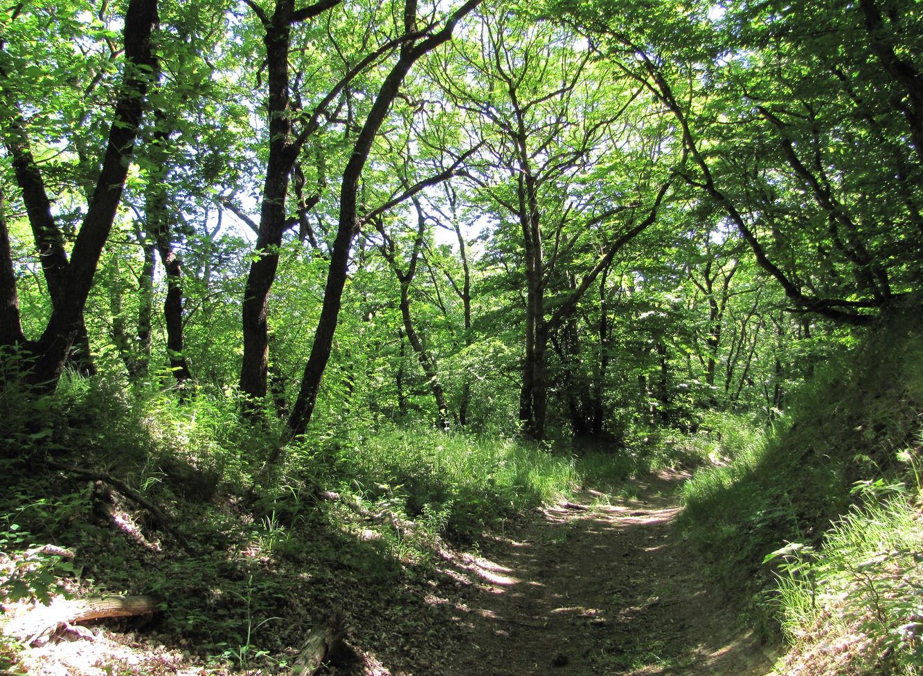 Тарки-Тау, image of landscape/habitat.