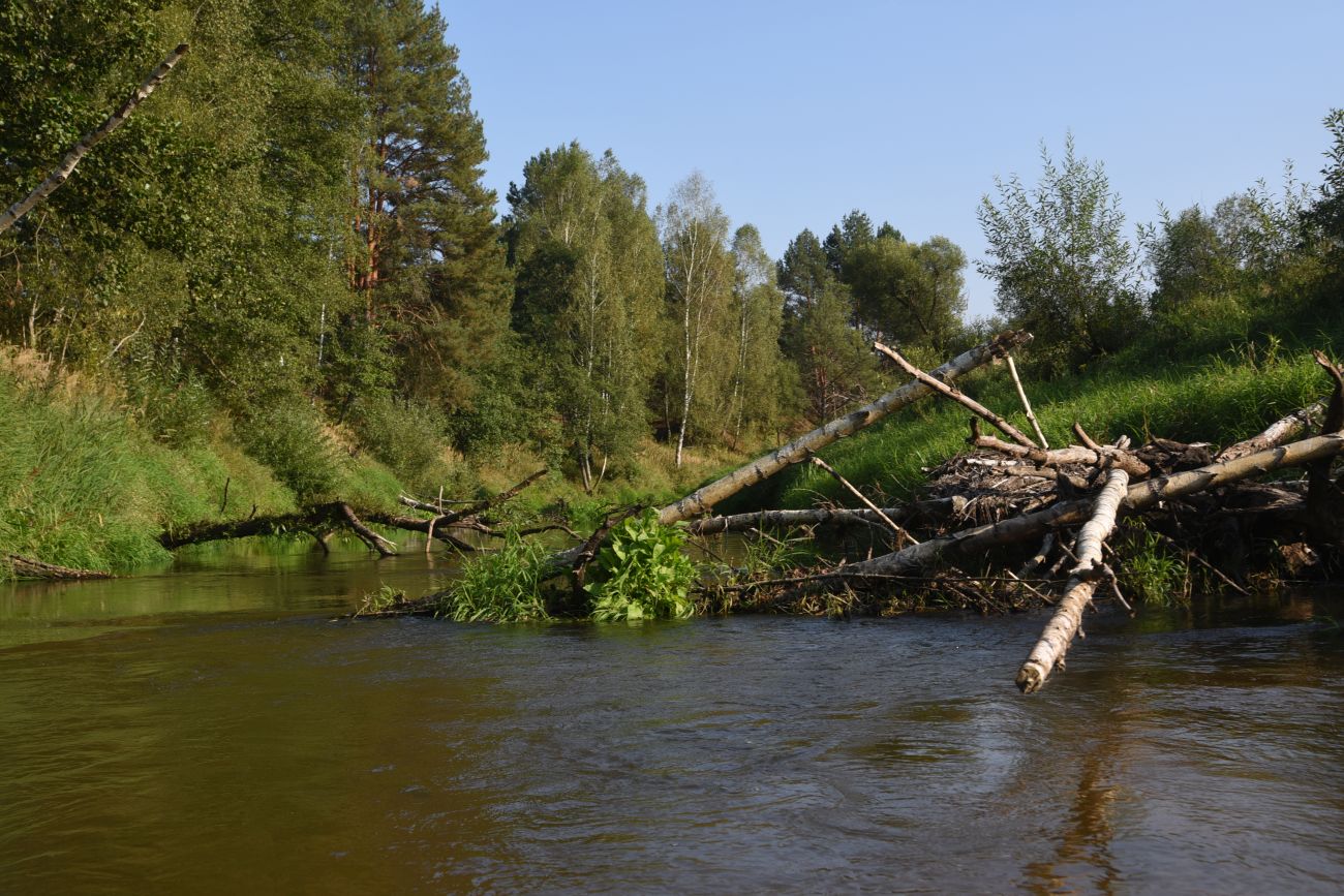 Устье ручья Черебеть, image of landscape/habitat.