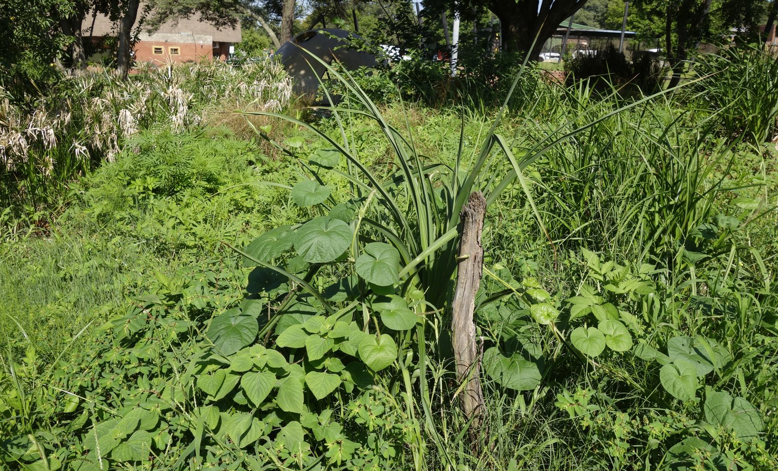 Клиприверсберг, image of landscape/habitat.