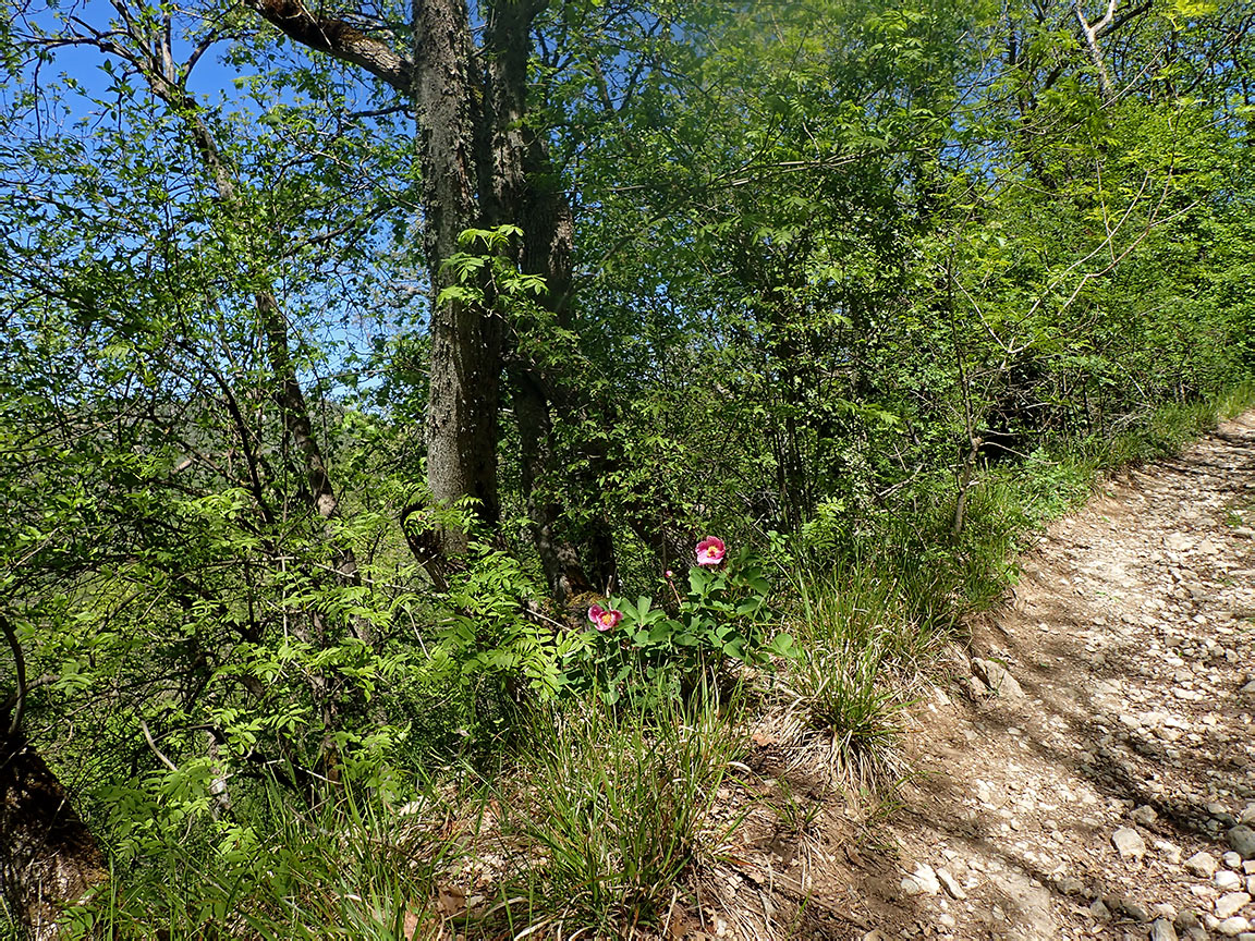 Агармышский лес, image of landscape/habitat.