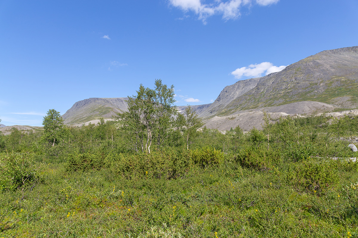 Долина Кукисвум, image of landscape/habitat.