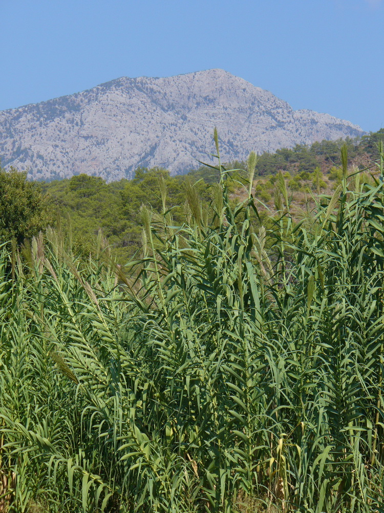 Кириш и окрестности, image of landscape/habitat.