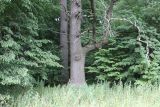 Дубрава "Лес на Ворскле", image of landscape/habitat.