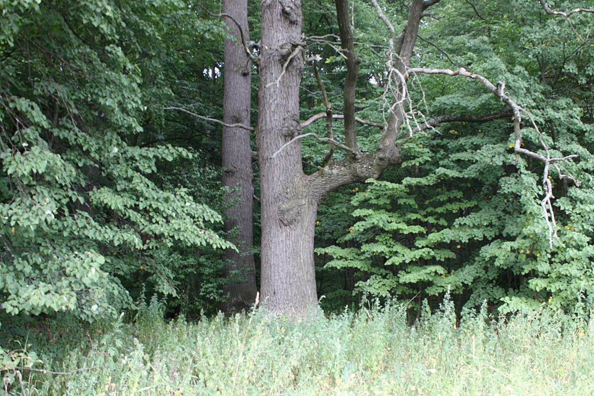 Дубрава "Лес на Ворскле", image of landscape/habitat.