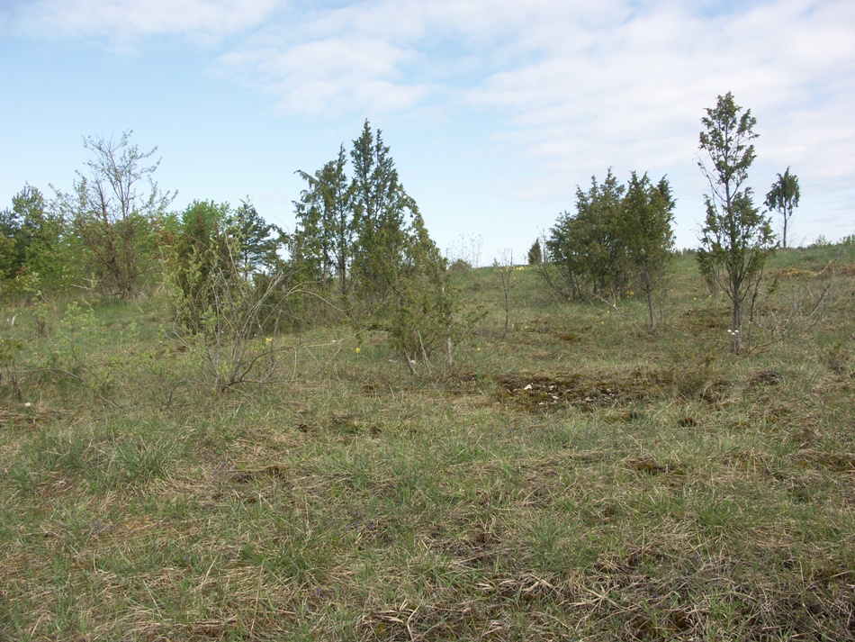 Выбуты, image of landscape/habitat.