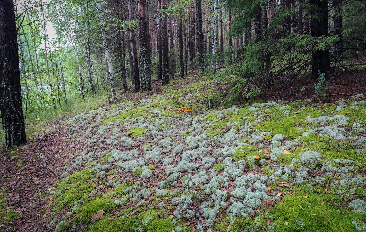 Кунчурихинский бор, image of landscape/habitat.