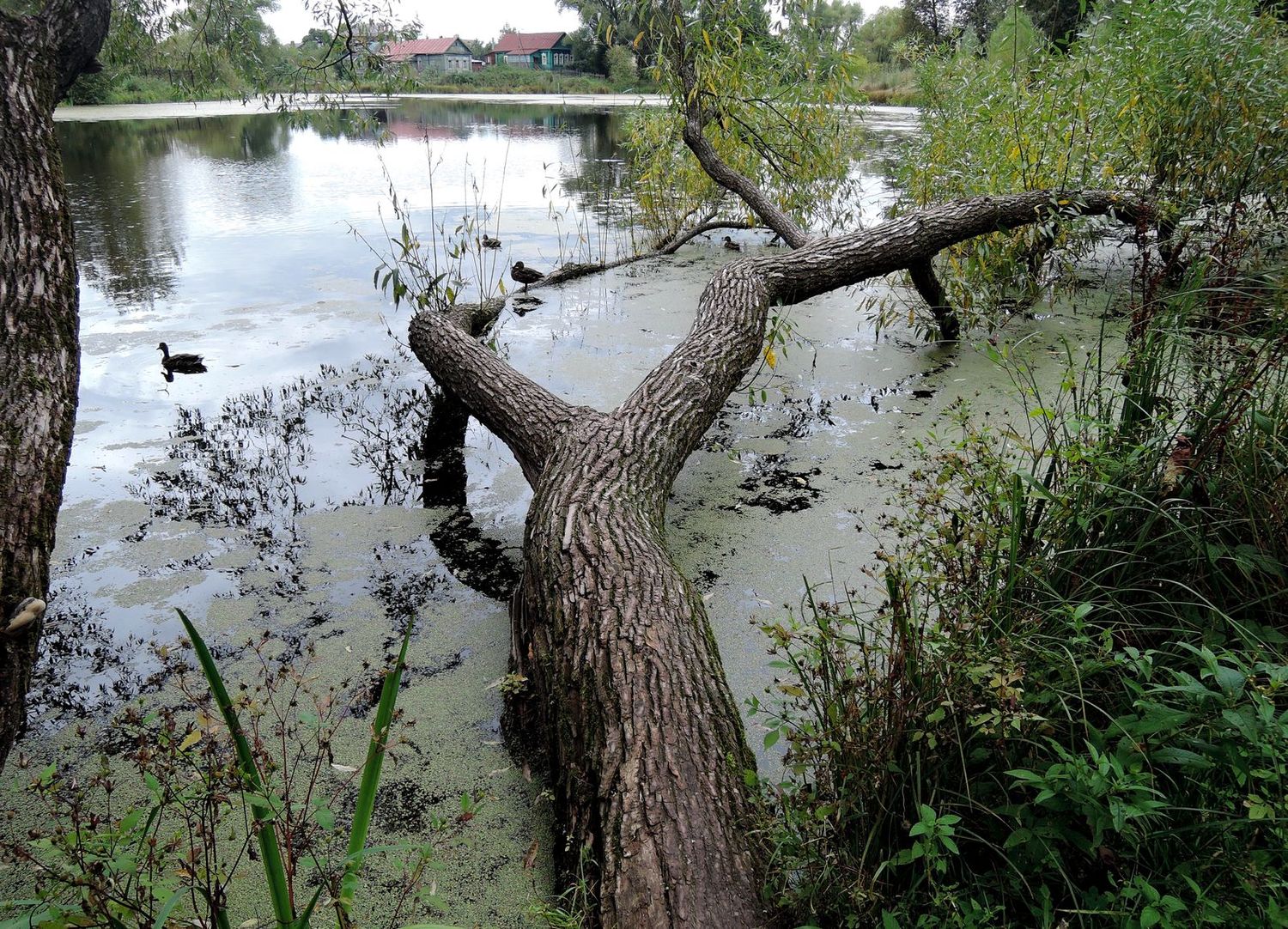 Захарово, image of landscape/habitat.