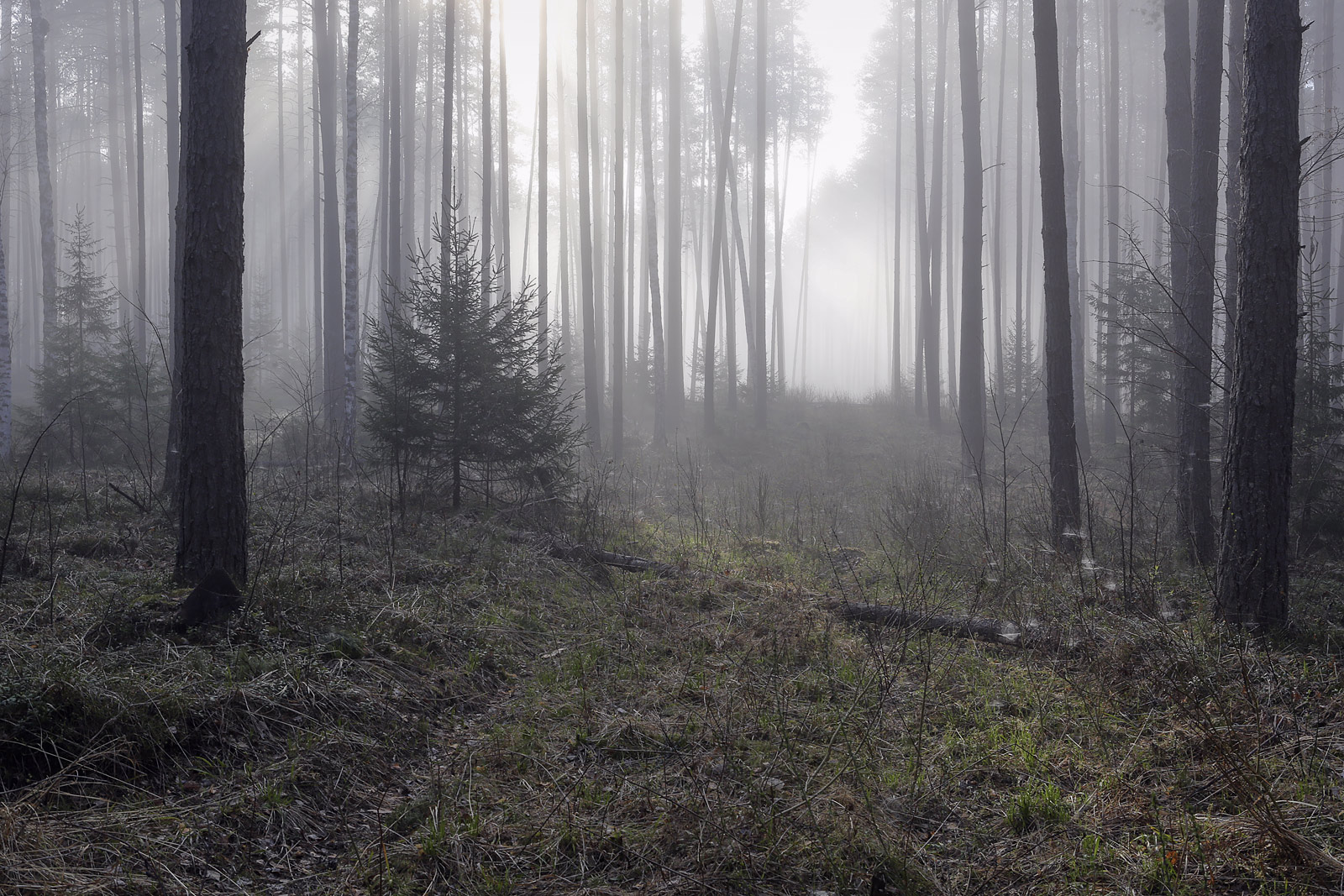 Кунчурихинский бор, image of landscape/habitat.