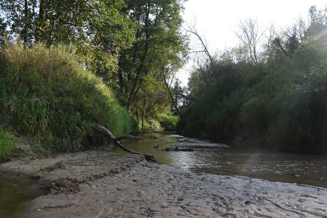 Устье ручья Черебеть, image of landscape/habitat.