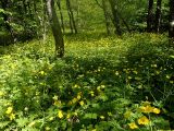 Агармышский лес, image of landscape/habitat.