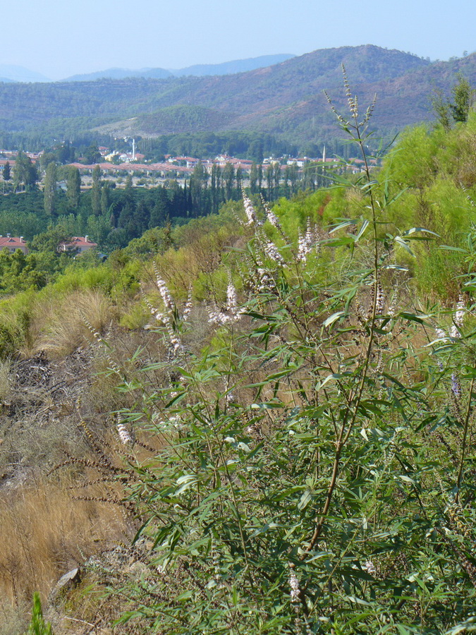 Кириш и окрестности, image of landscape/habitat.