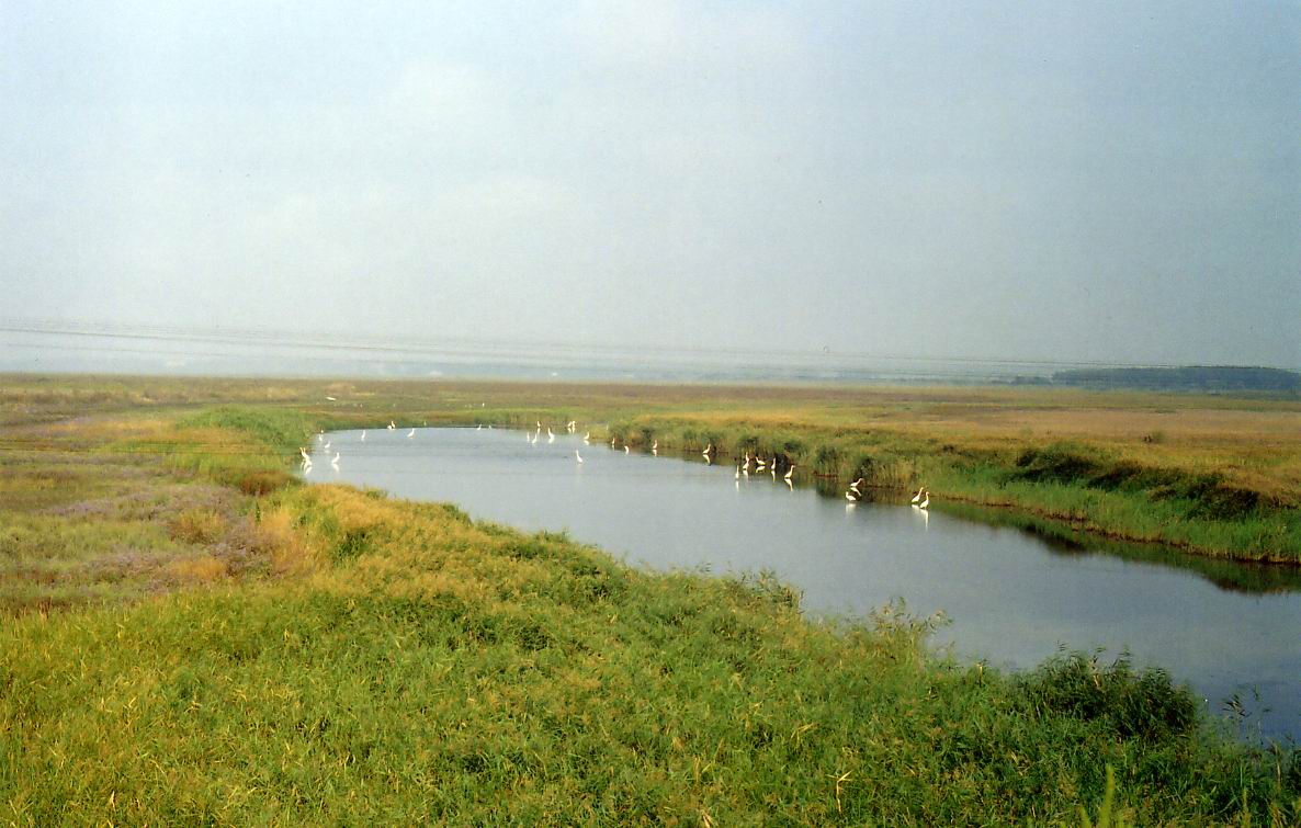 Пешковская пойма р. Кагальник, image of landscape/habitat.