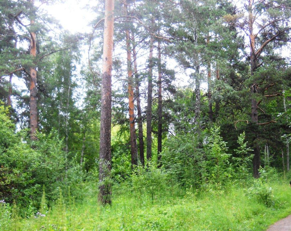 Новосибирский дендропарк, image of landscape/habitat.