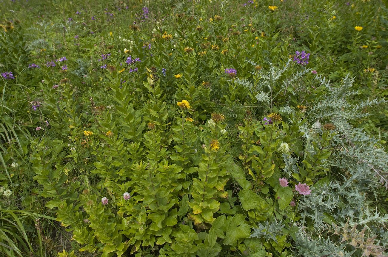 Восточный склон горы Чегет, image of landscape/habitat.