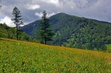 Окрестности села Шебалино, image of landscape/habitat.